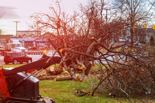 How Our Tree Care Process Works  in  Brenham, TX