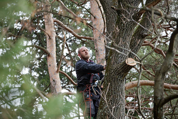 Best Tree Trimming and Pruning  in Brenham, TX