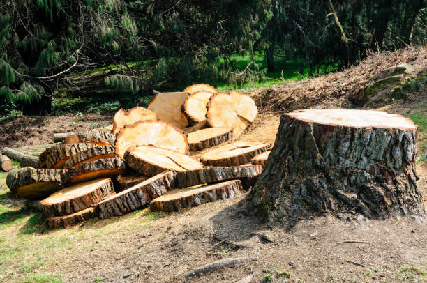 Professional Tree Care in Brenham, TX